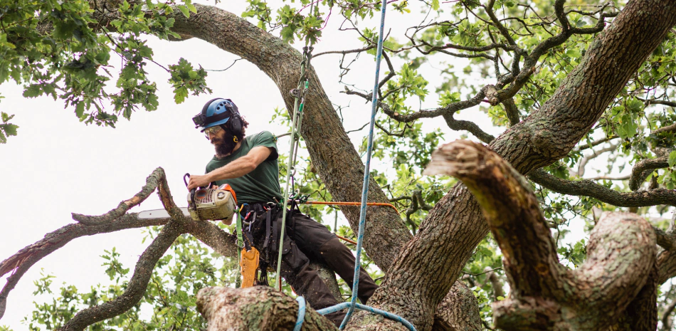 tree removal services